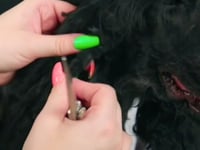 Related Embedded Video Item Thumbnail