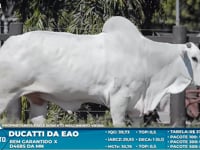 Lote S18