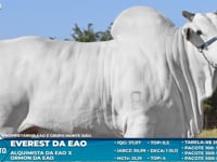 Lote S25