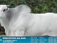 Lote S31