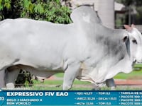 Lote S35