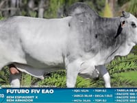 Lote S42