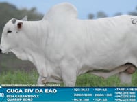 Lote S50