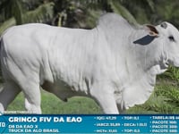 Lote S53