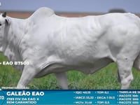 Lote S68