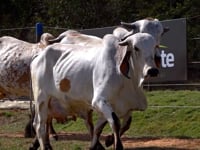 Lote 08
