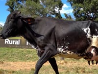 Lote 10