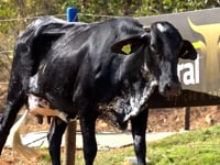 Lote 14