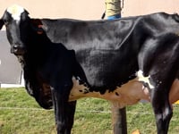 Lote 15
