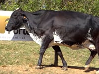 Lote 16