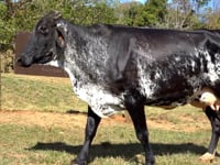 Lote 18