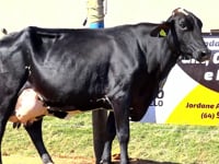 Lote 19