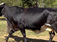 Lote 20