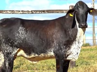 Lote 21