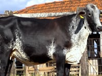 Lote 23