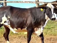 Lote 24
