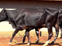 Lote 29