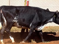 Lote 30