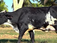 Lote 32