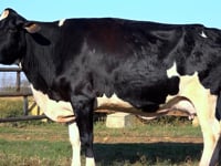 Lote 35