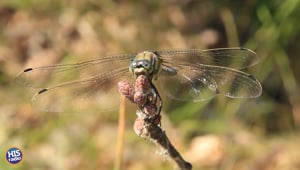 Is This Myth About the Dragonfly Real?