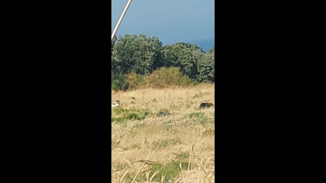 Ρόδος: Αγελάδες στον ήλιο χωρίς νερό στο Μόντε Σμιθ στα χωράφια της Καΐρ 25-6-2024