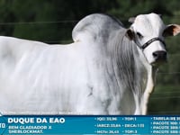 Lote S17