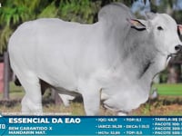 Lote S26