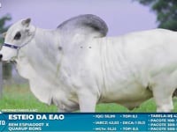 Lote S29