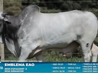 Lote S34