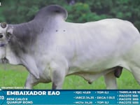 Lote S37