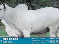 Lote S38