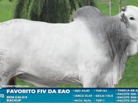 Lote S39