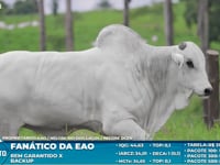 Lote S40