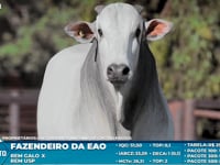 Lote S41