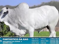 Lote S46