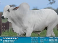Lote S51