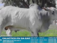 Lote S54