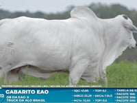 Lote S55