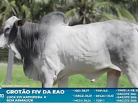 Lote S56
