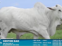Lote S62
