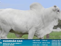 Lote S65