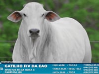 Lote S69