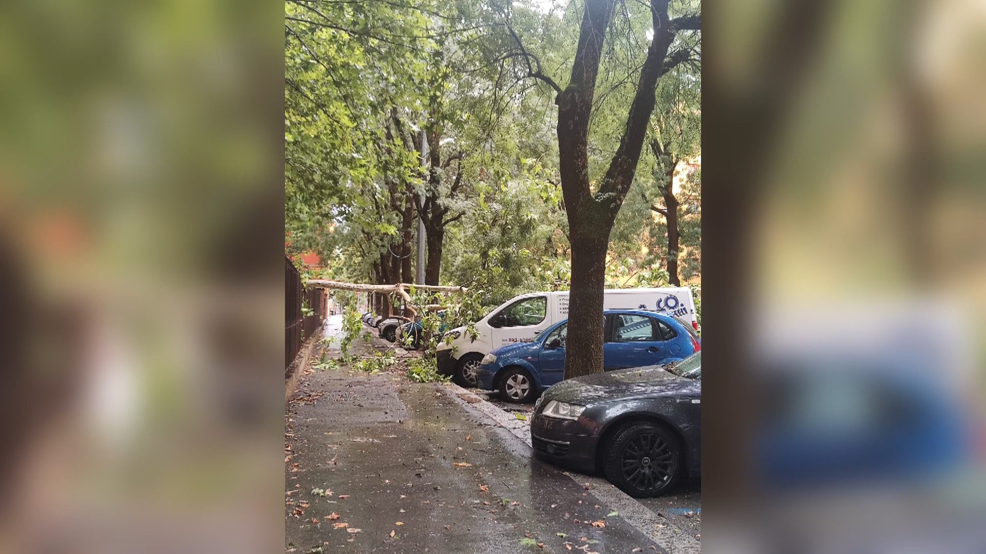 Maltempo a Bologna, albero cade su un’auto in sosta