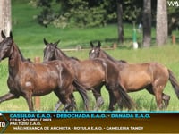 Lote M01