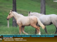 Lote M03