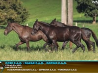 Lote M04