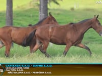 Lote M05
