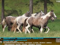 Lote M06