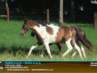 Lote M07